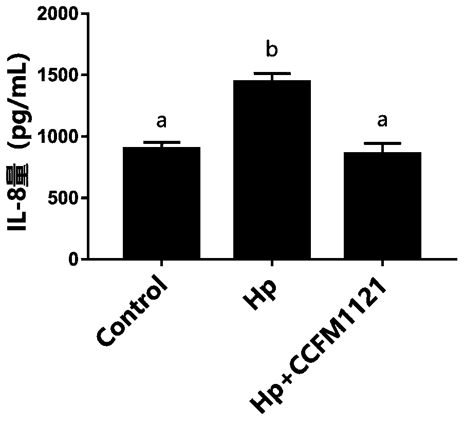 Lactobacillus helveticus capable of inhibiting helicobacter pylori and application of the lactobacillus helveticus