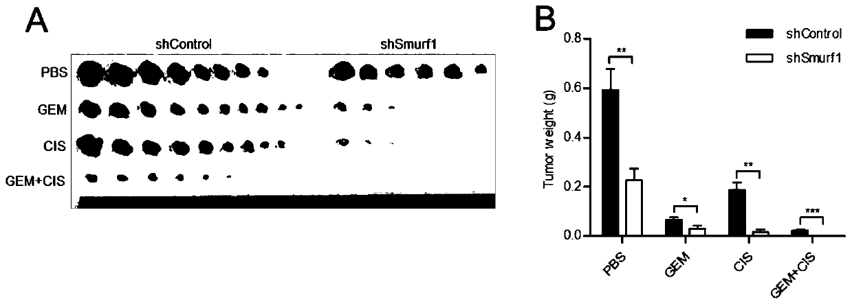 Application of Smurf1 gene, expression product and derivative or inhibitor thereof in chemotherapy of colorectal cancer