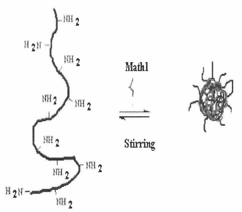 Chitosan-Math1 gene nanoparticle and application thereof in treatment of deafness