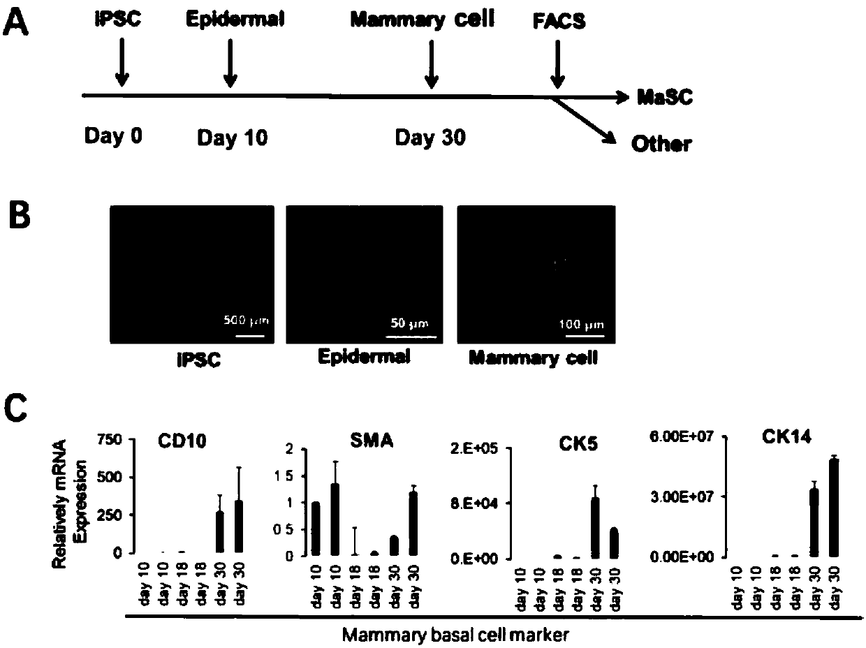 Method for inducing differentiation of iPS cells to mammary glands in vitro and special culture medium for method