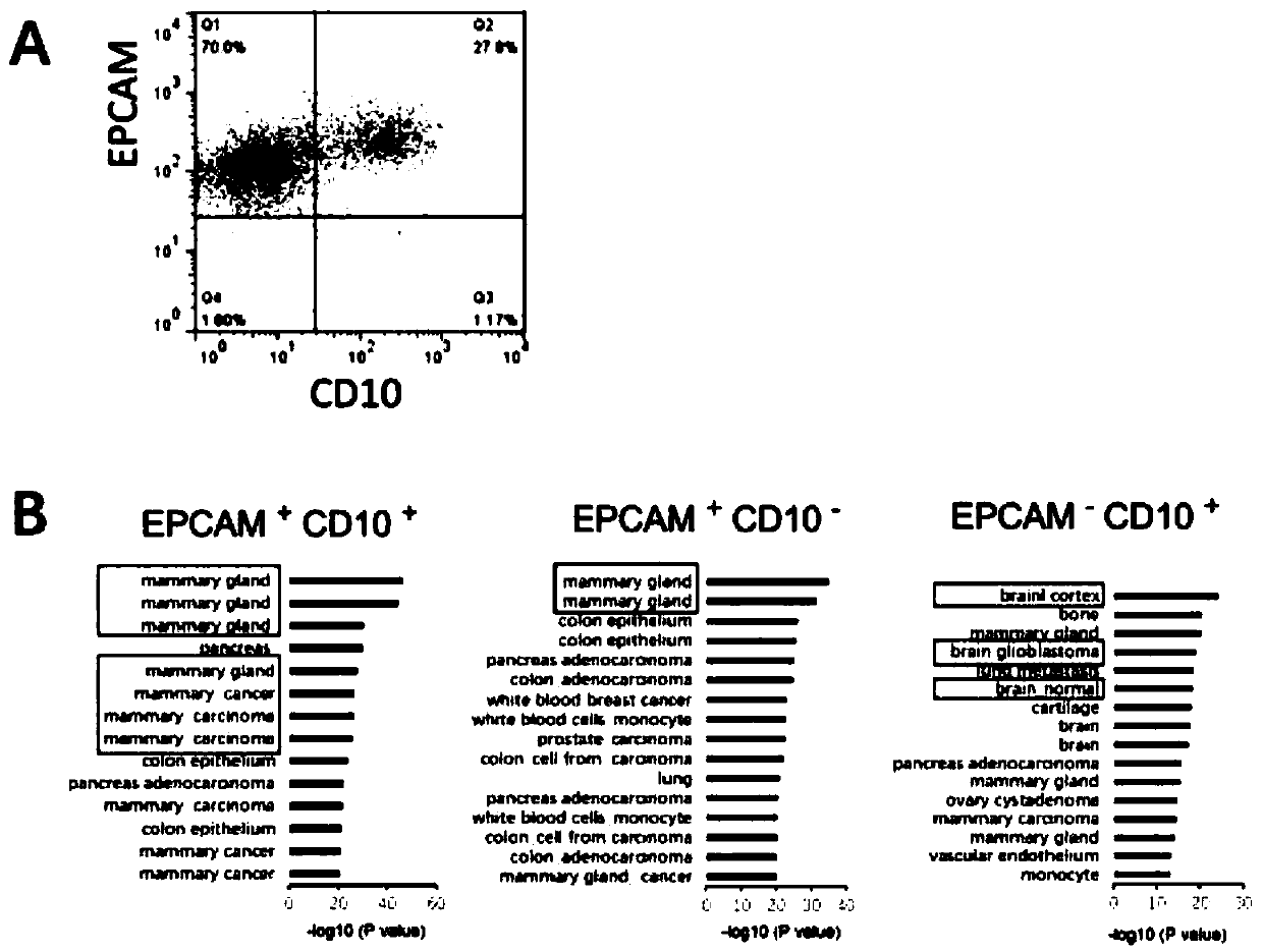 Method for inducing differentiation of iPS cells to mammary glands in vitro and special culture medium for method