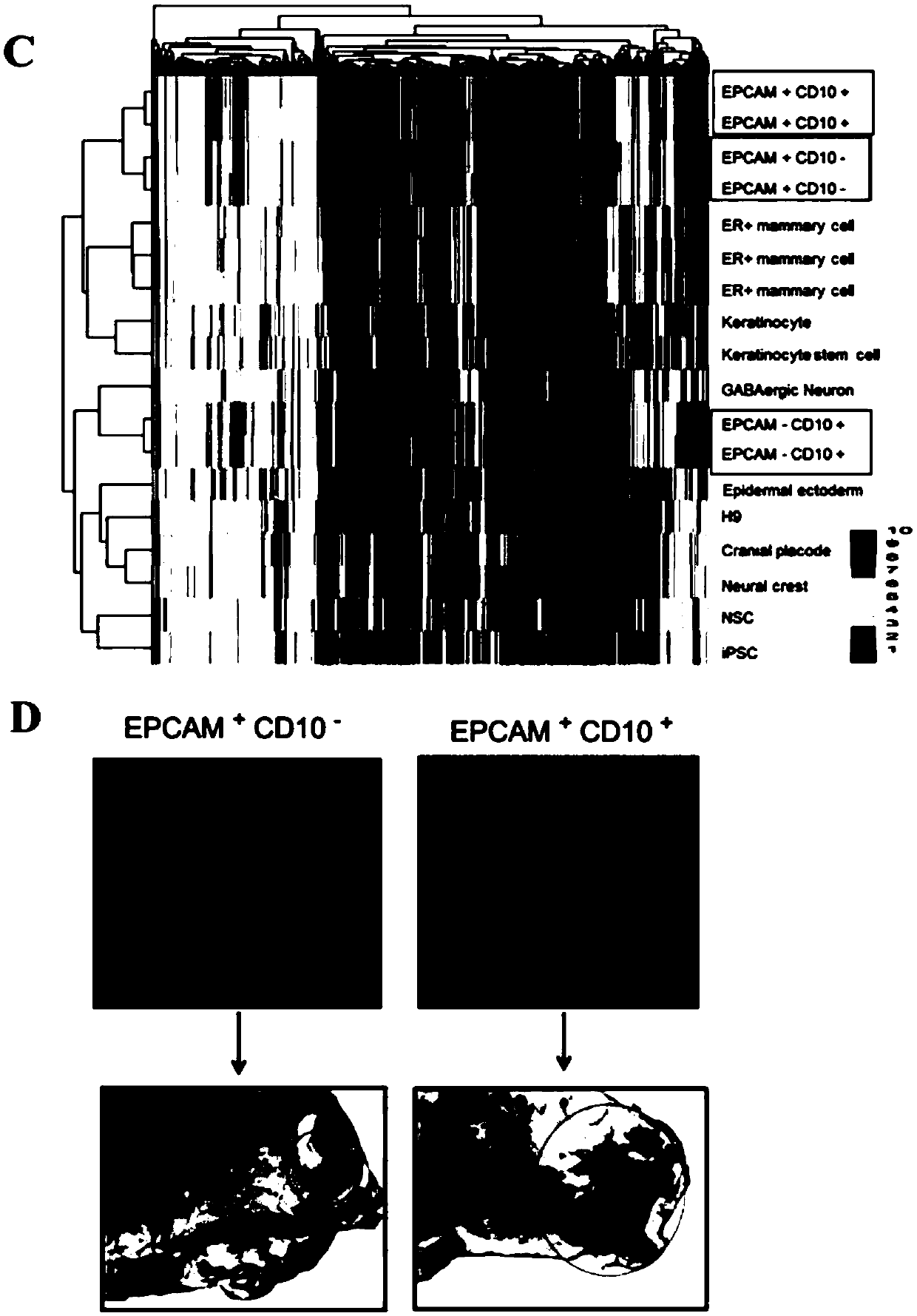 Method for inducing differentiation of iPS cells to mammary glands in vitro and special culture medium for method