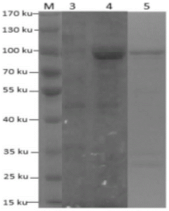 Adhesion antigen SSUST3_1962 of streptococcus suis serotype 3, and preparation method and application thereof