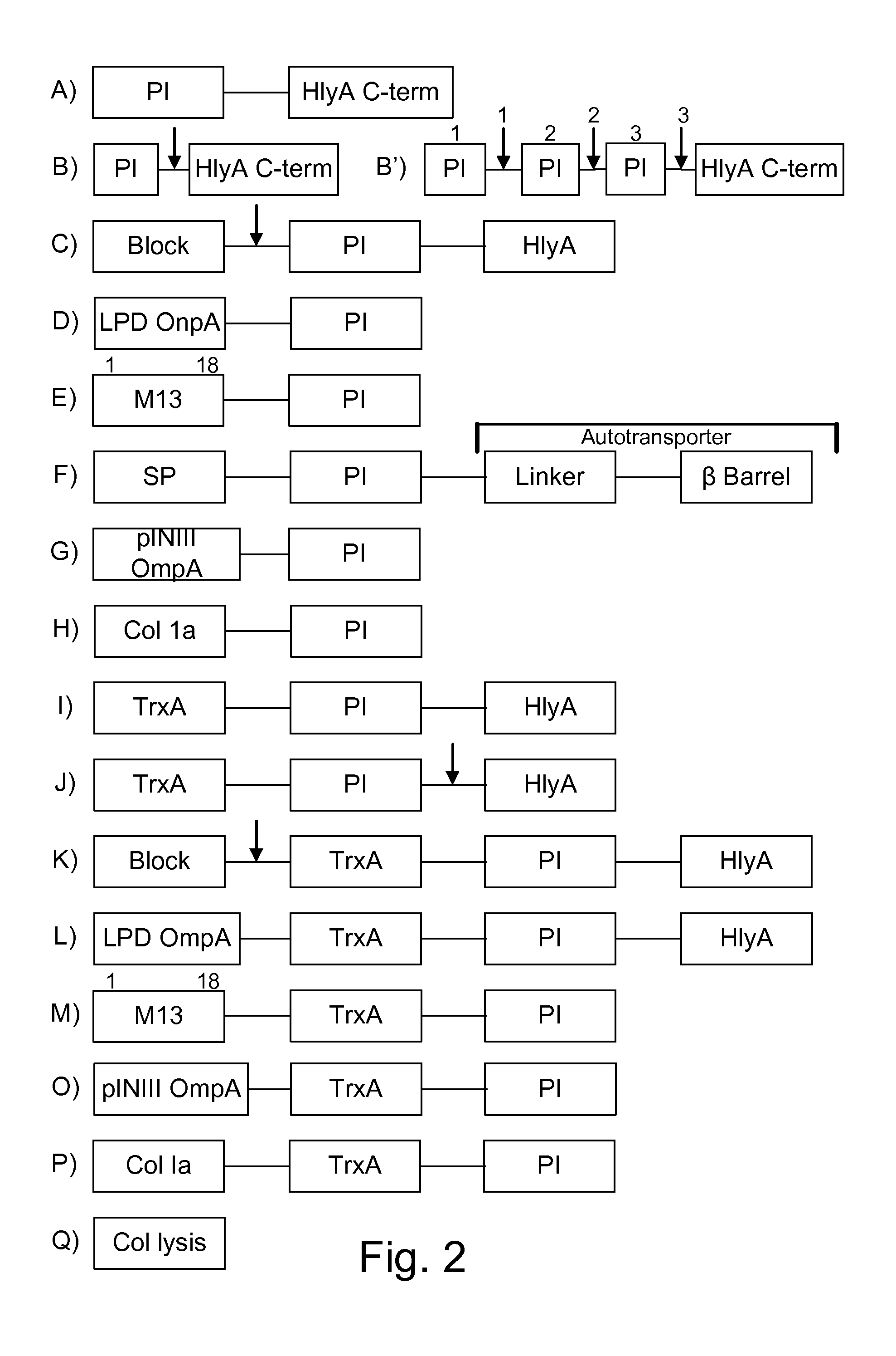 Protease inhibitor: protease sensitivity expression system composition and methods improving the therapeutic activity and specificity of proteins delivered by bacteria