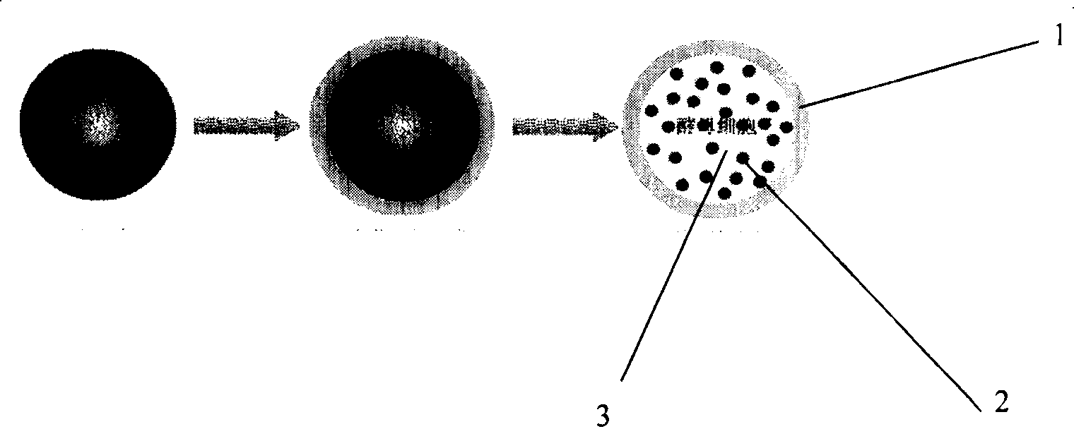 Alginate capsule immobilized with cell and preparation method thereof