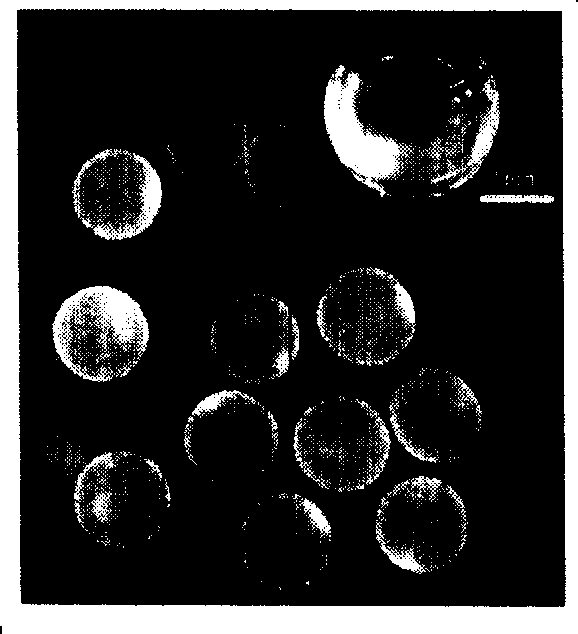 Alginate capsule immobilized with cell and preparation method thereof