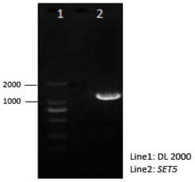 A stress-tolerant recombinant Saccharomyces cerevisiae strain