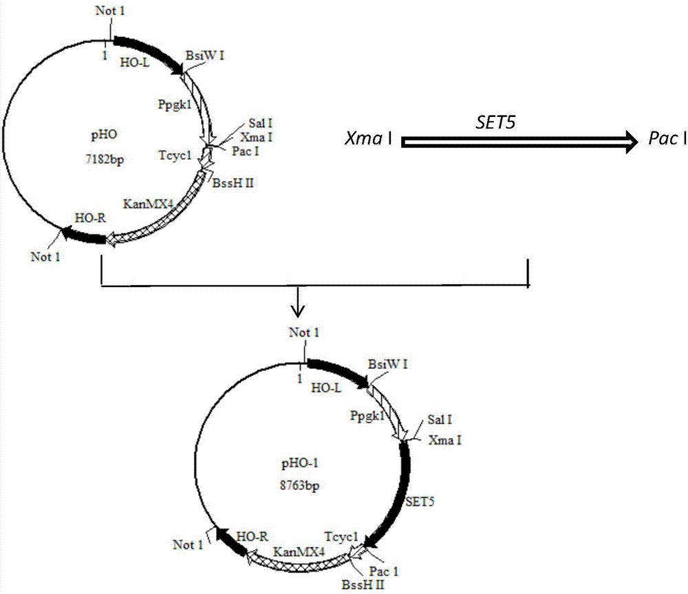 A stress-tolerant recombinant Saccharomyces cerevisiae strain