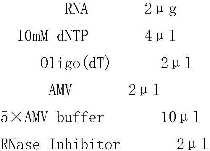 Application of interleukin 17 in resisting of infection of influenza virus