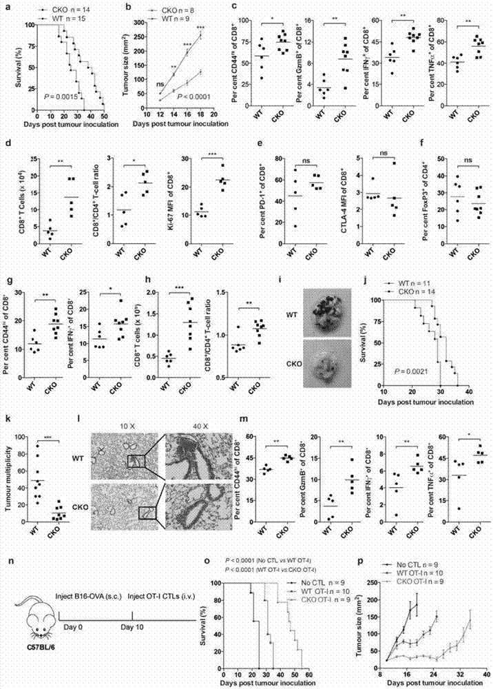 Combined medication combination for tumor therapy