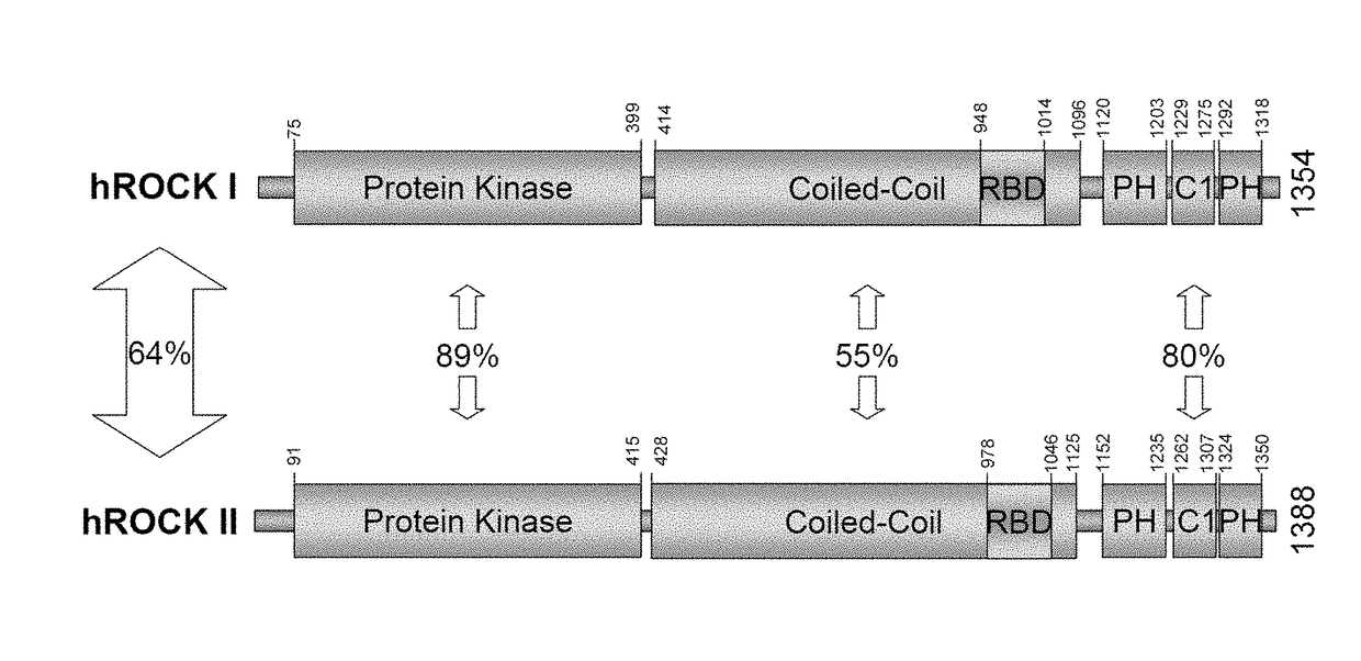 Use of telmisartan to prevent and treat graft versus host disease and other alloimmune and autoimmune diseases