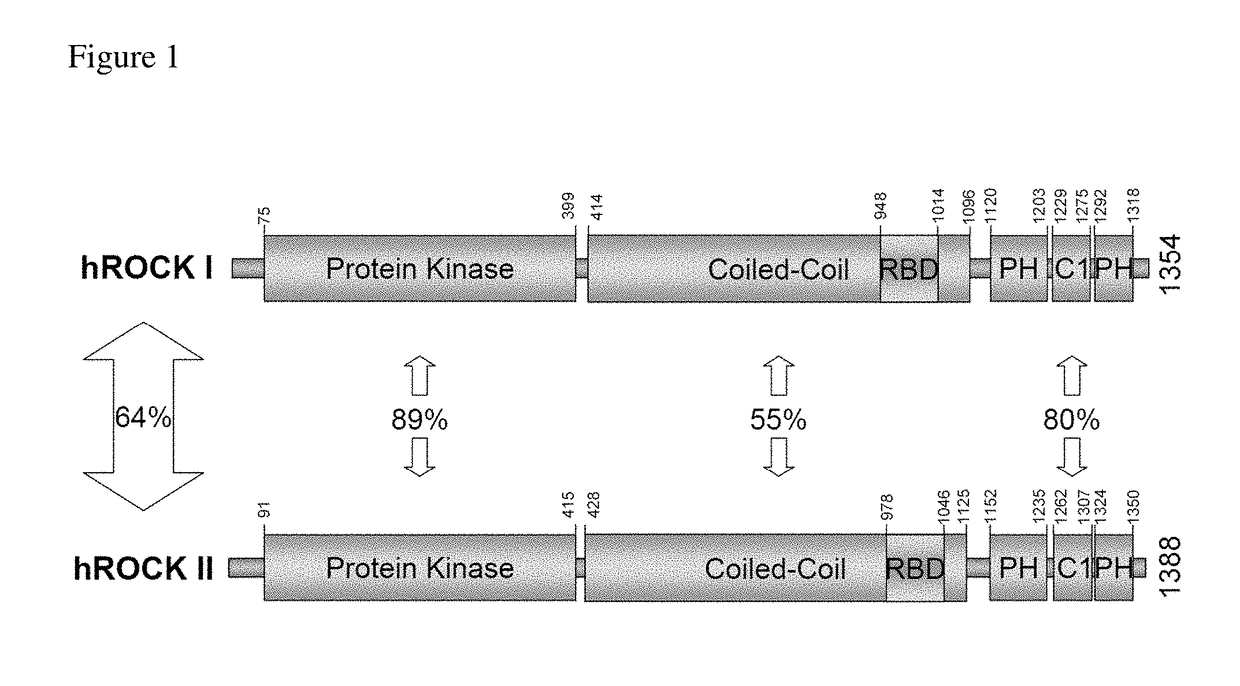 Use of telmisartan to prevent and treat graft versus host disease and other alloimmune and autoimmune diseases