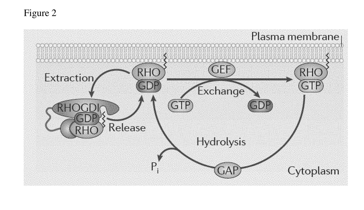 Use of telmisartan to prevent and treat graft versus host disease and other alloimmune and autoimmune diseases