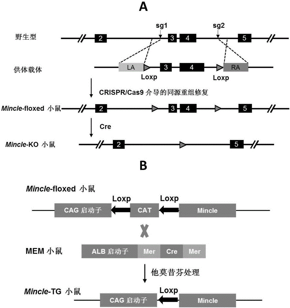 Application of Mincle and inhibitor thereof in hepatic ischemia reperfusion injuries