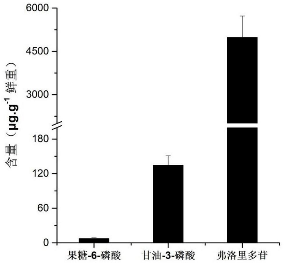 Flory polyglycoside anabolism combined gene and combined enzyme