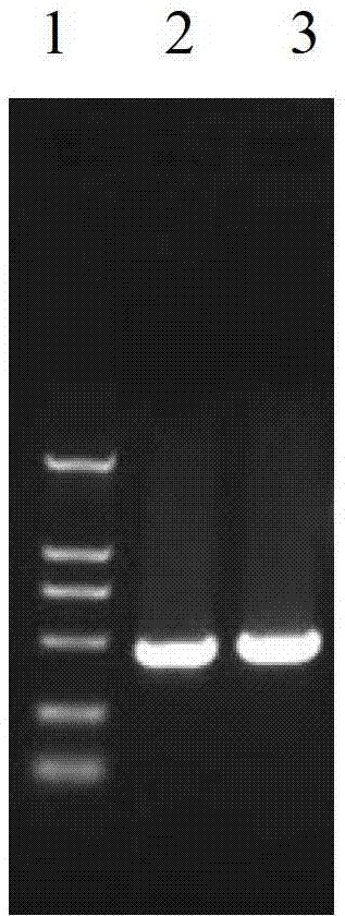 Ectromelia virus GFP (green fluorescent protein) tracer system and application thereof