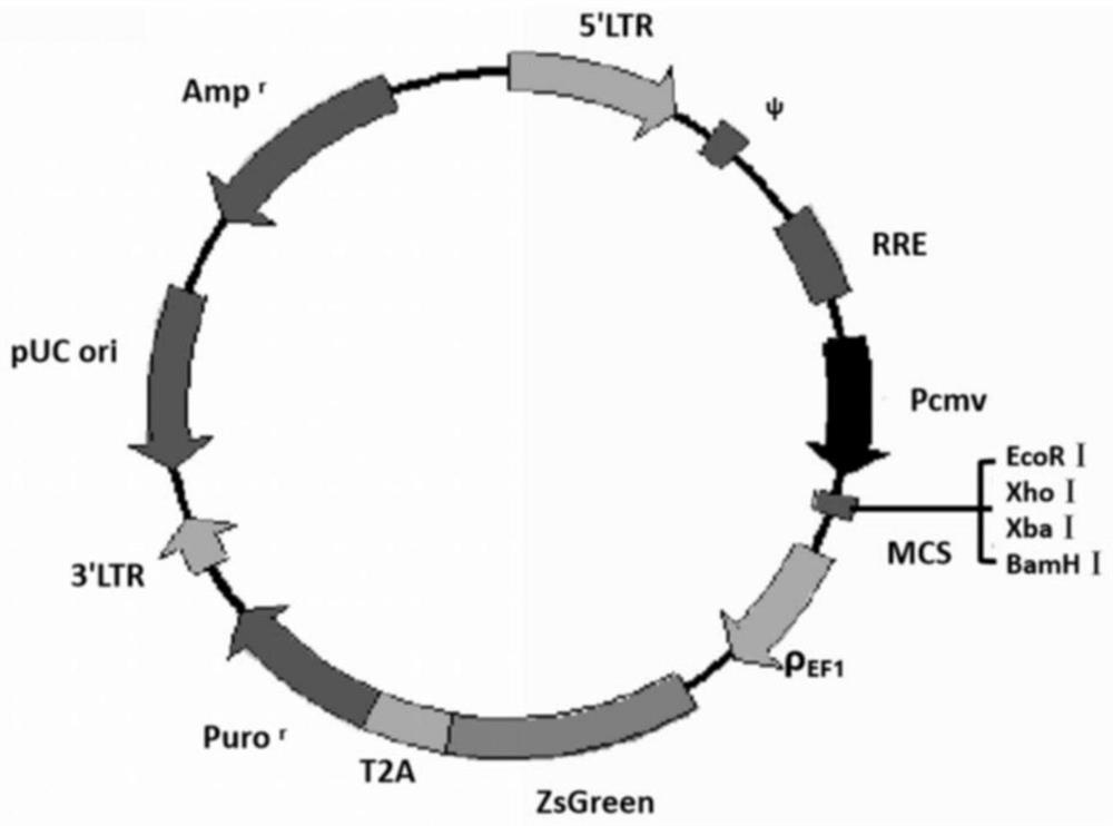 Construction method and application of glioma cell line suitable for two-photon living imaging