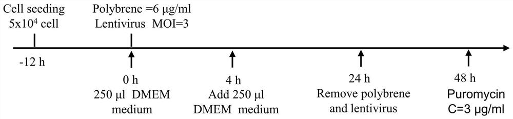 Construction method and application of glioma cell line suitable for two-photon living imaging