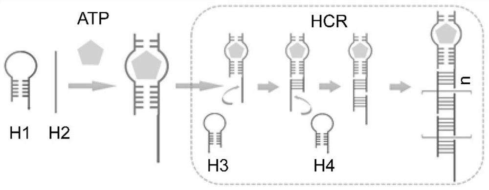 Rapid and ultra-sensitive ATP detection method and application thereof