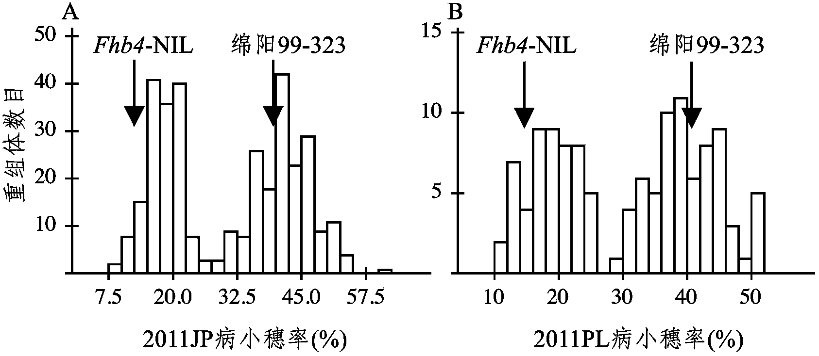 Molecular marker MAG7237 of wheat fusarium head blight infection resistant gene Fhb4 and application of molecular marker MAG7237