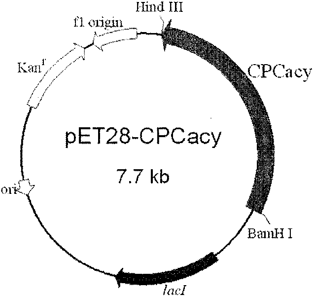 Cephalosporin C acrylase and its vector and application