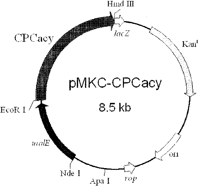 Cephalosporin C acrylase and its vector and application