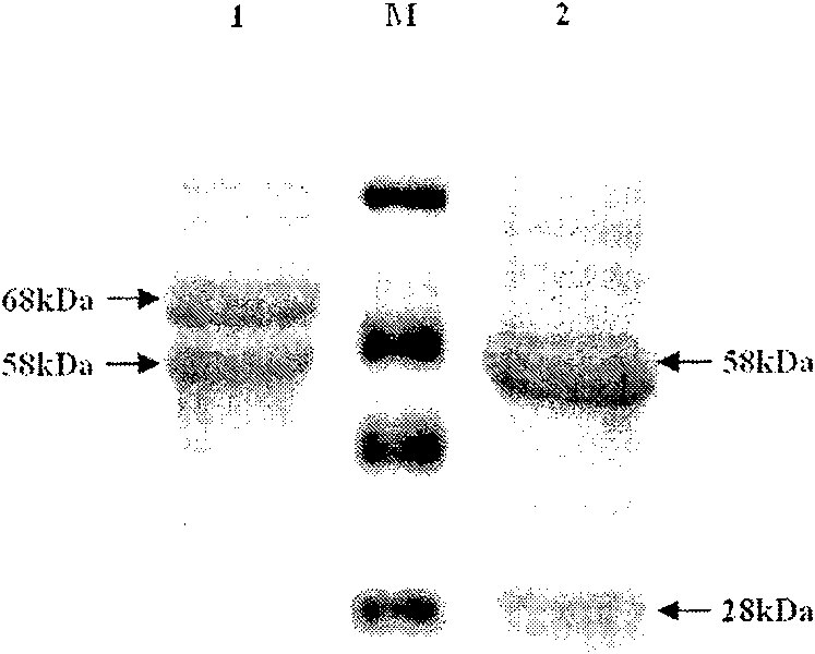 Cephalosporin C acrylase and its vector and application