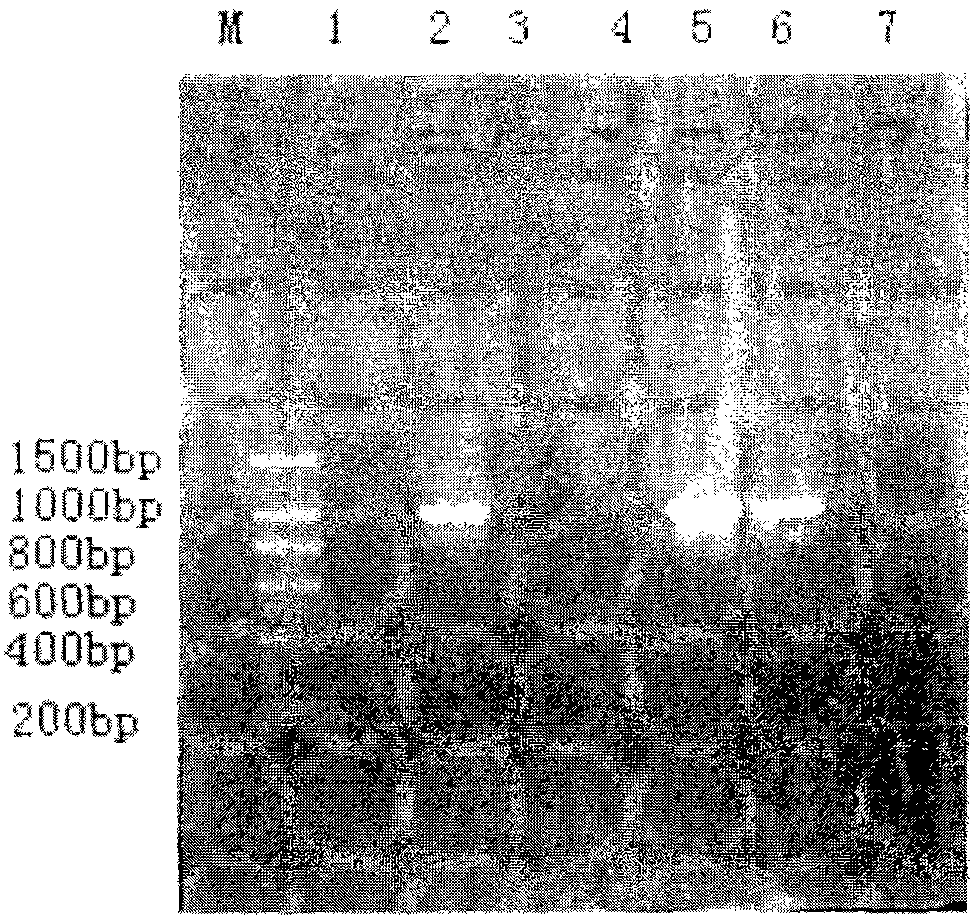 Overexpression of thymidylate synthase in colon bacillus