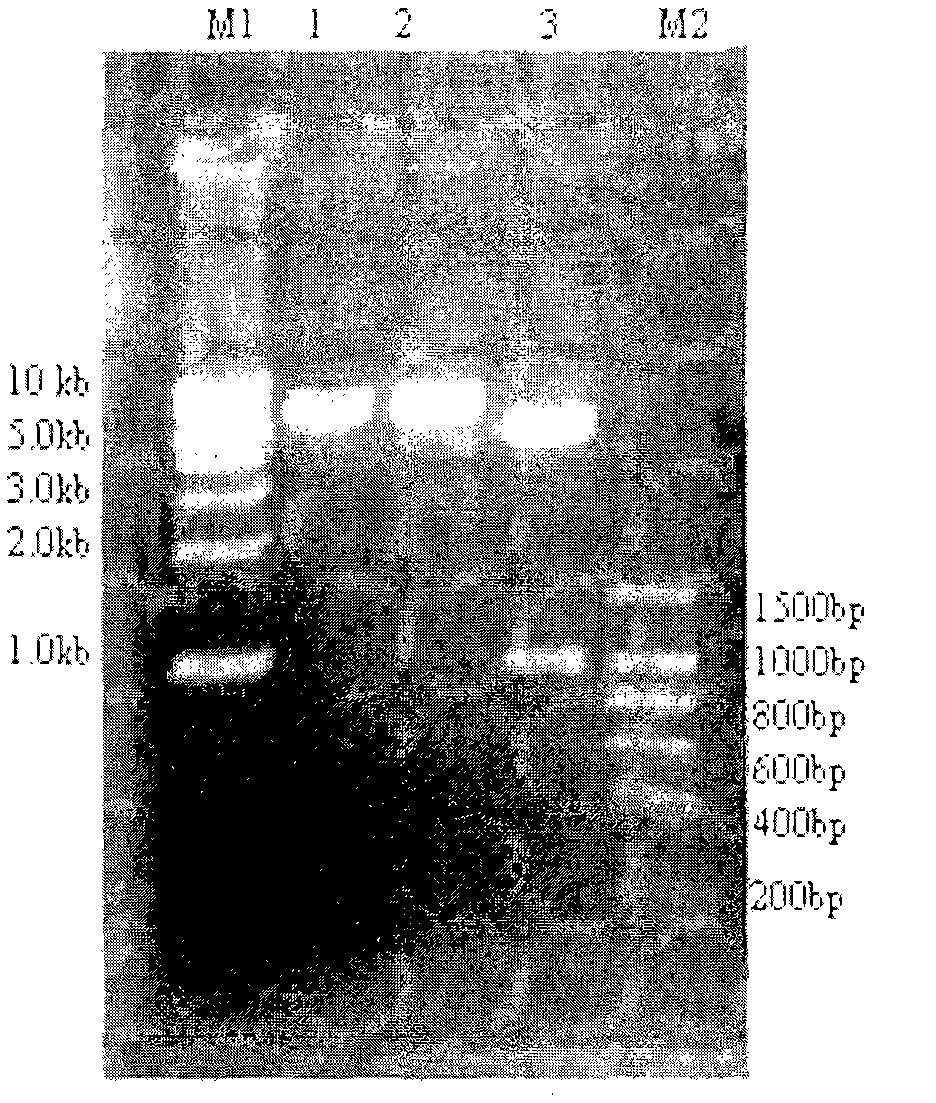 Overexpression of thymidylate synthase in colon bacillus