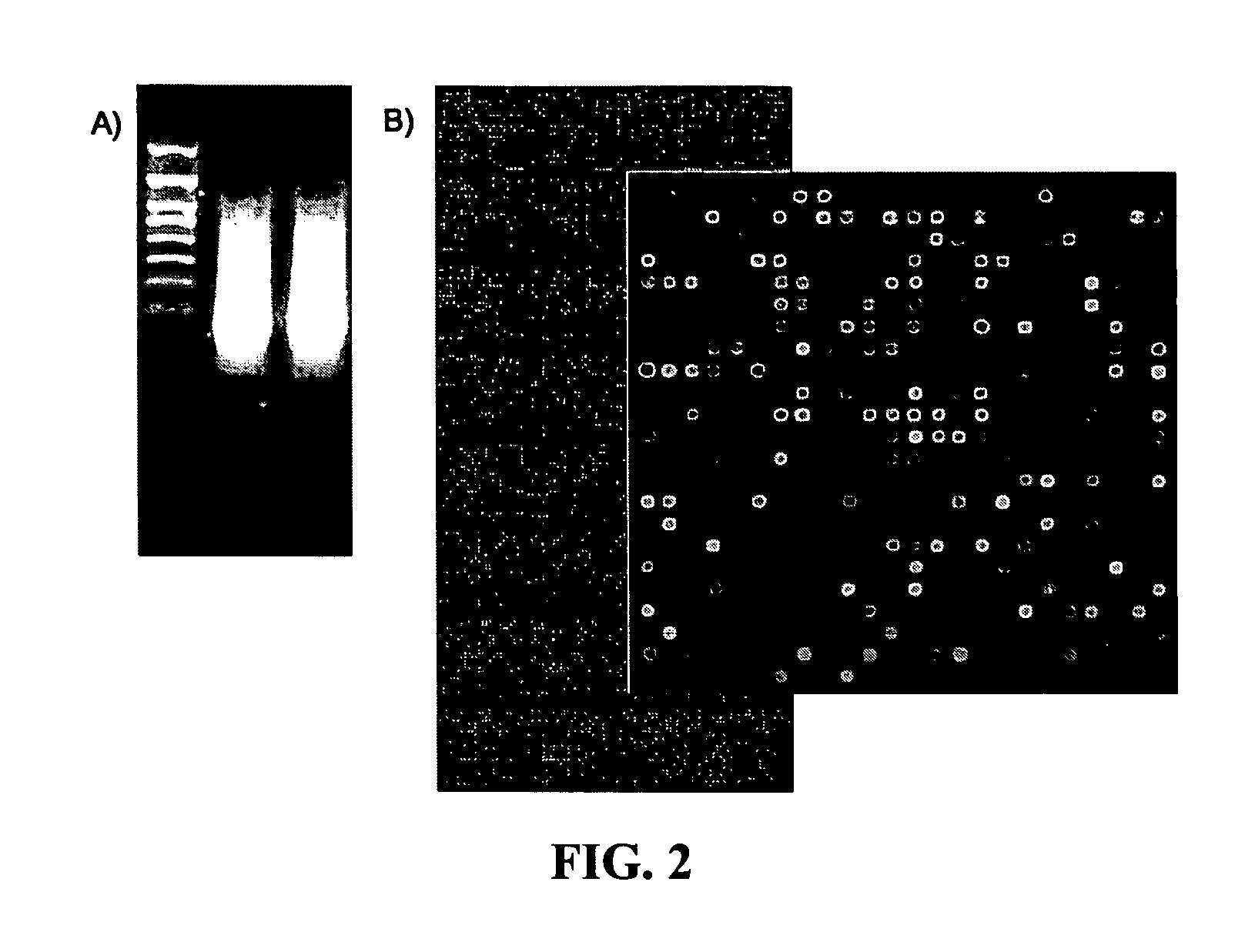 Method for linear amplification of RNA using high-heel primer