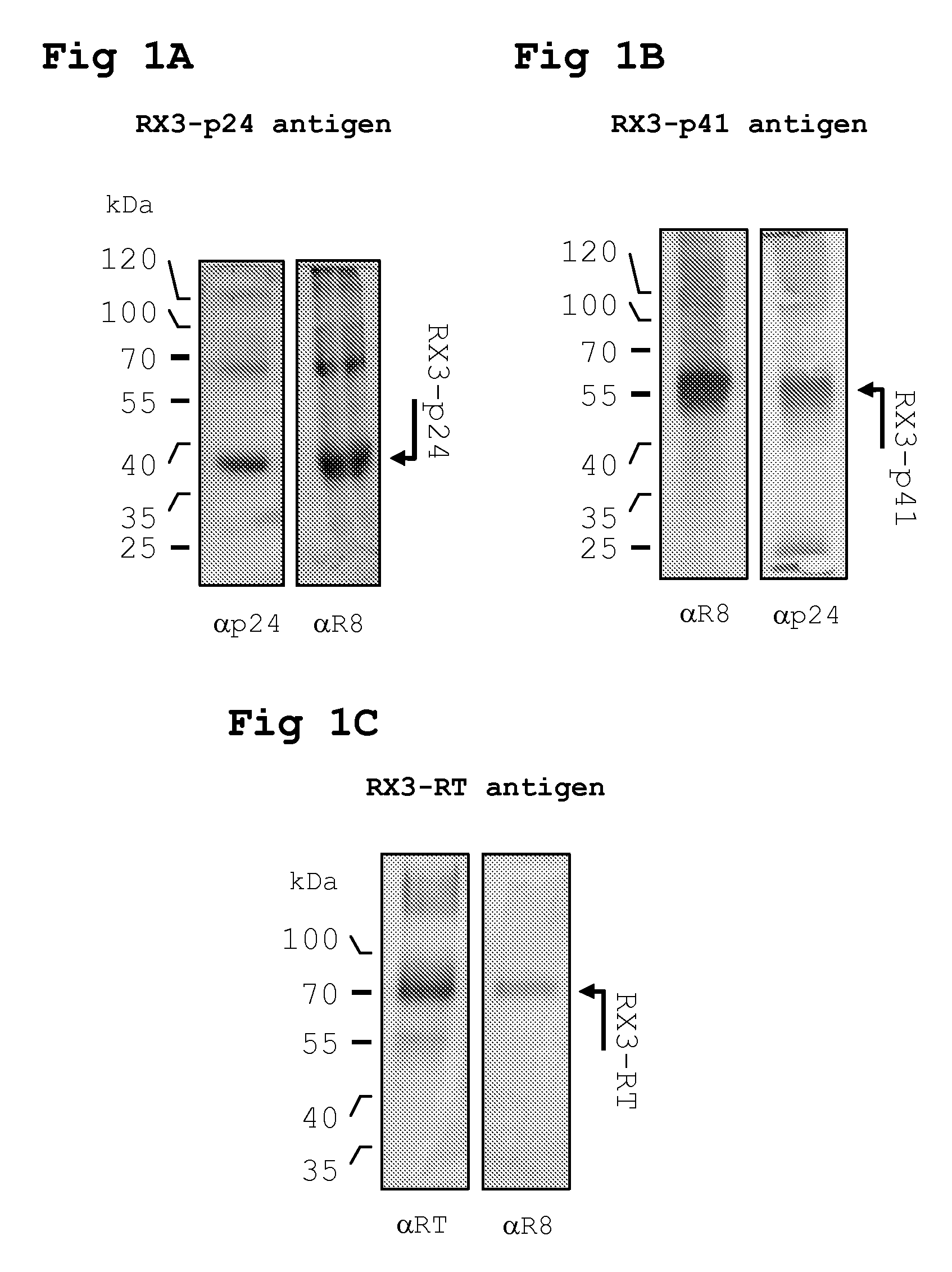 Recombinant Protein Bodies as Immunogen-Specific Adjuvants