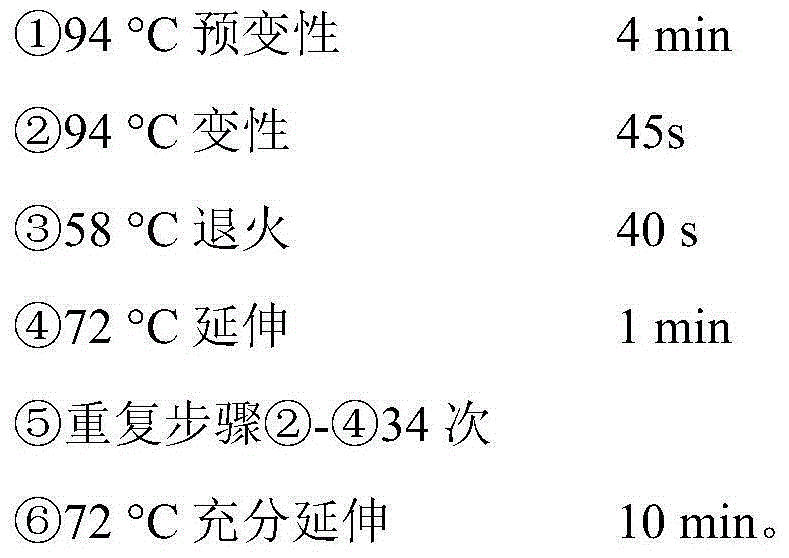 Molecular marker for identifying amur sturgeon germplasm and application of molecular marker