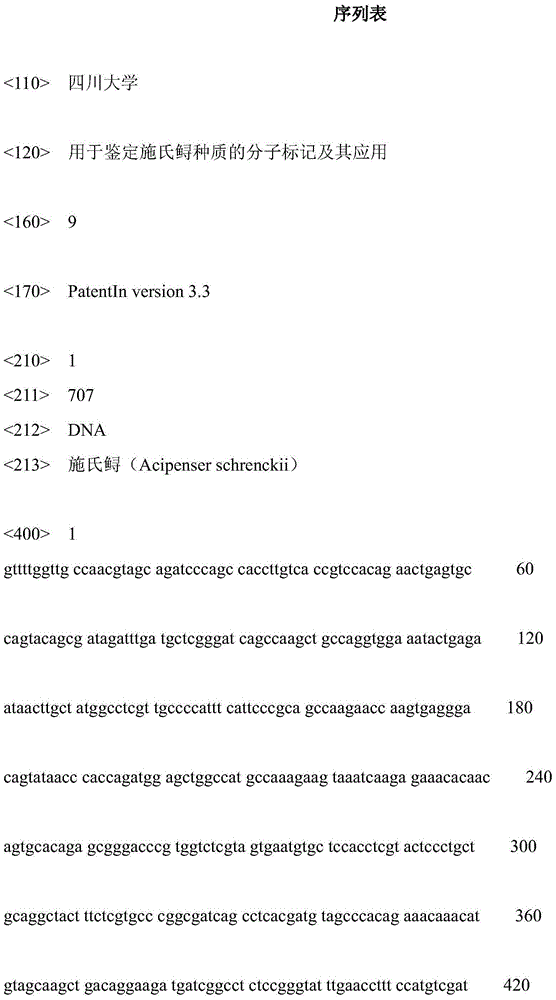 Molecular marker for identifying amur sturgeon germplasm and application of molecular marker