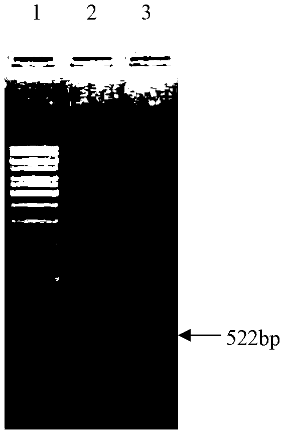 Gametophyte antigen gam22 gene of Eimeria necatrix and application of gene