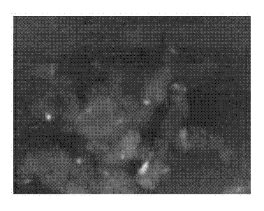 Detection method for slow virus infected cell