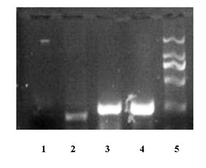 Detection method for slow virus infected cell