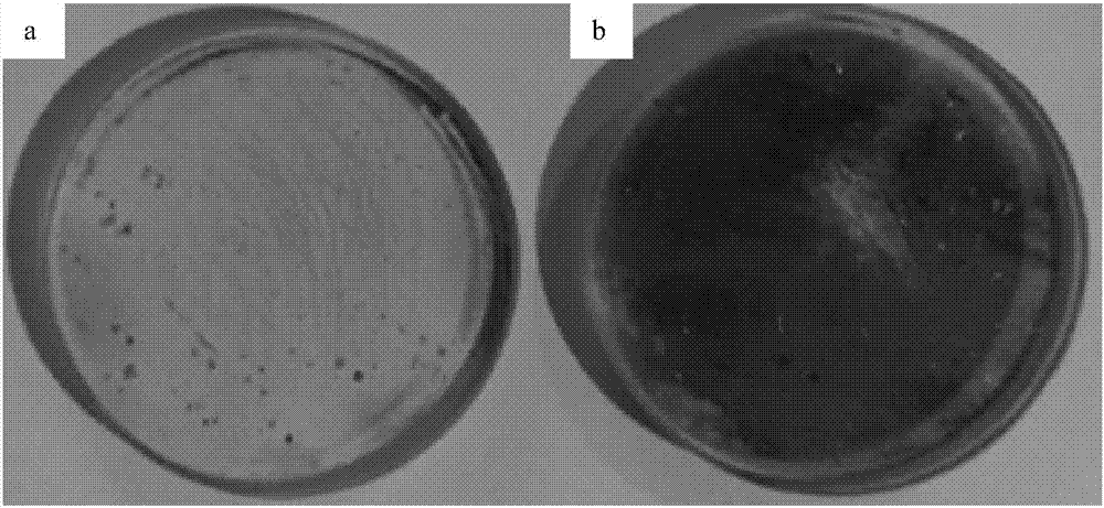 Multistage variable-diameter infrared temperature measuring device used for induction melting and temperature measurement method thereof