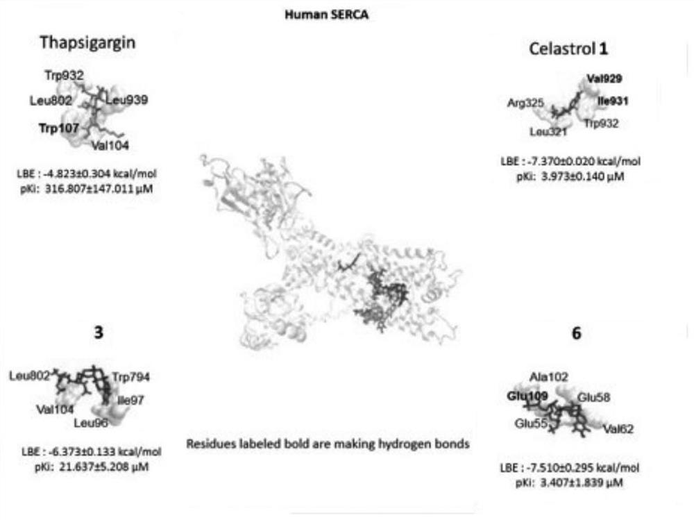 A kind of tripterine derivative and its preparation method and application