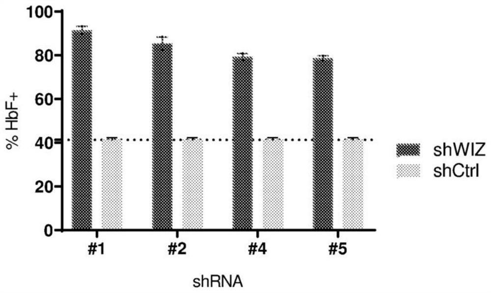 3-(5-methoxy-1-oxoisoindoline-2-yl) piperidine-2, 6-diketone derivative and application thereof