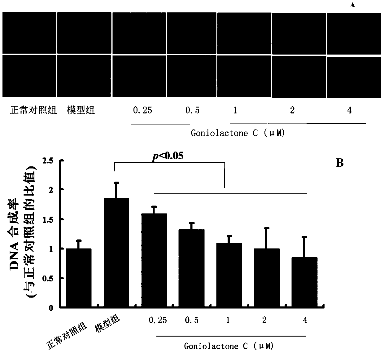 Use of cornalactone c to inhibit proliferation and migration of vascular smooth muscle cells