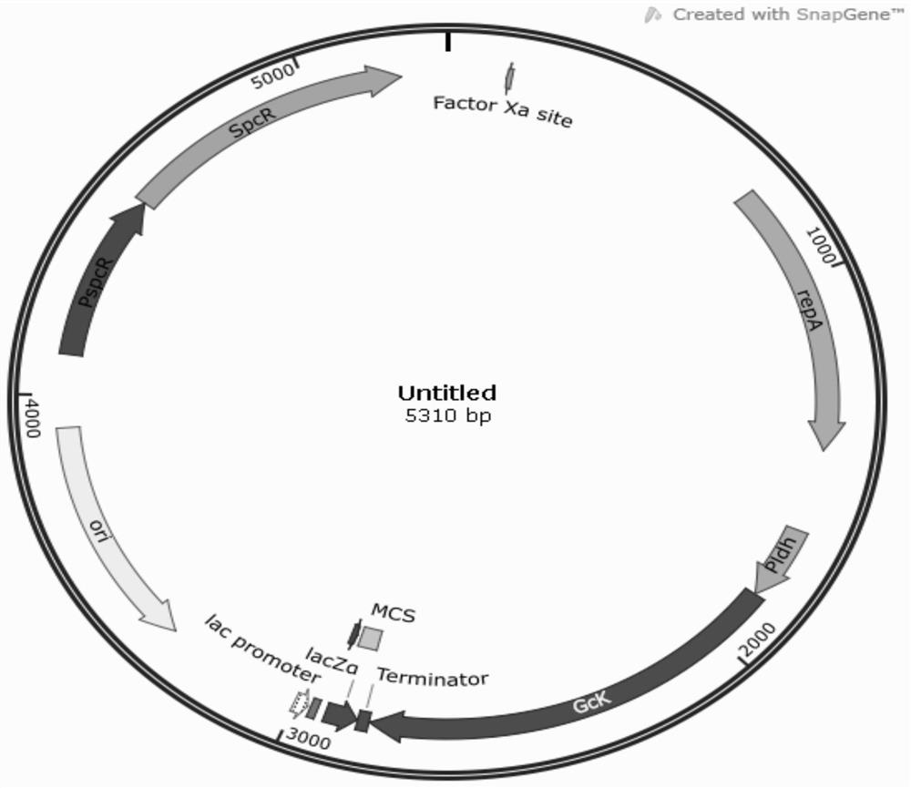 Streptococcus zooepidemicus strain and application thereof