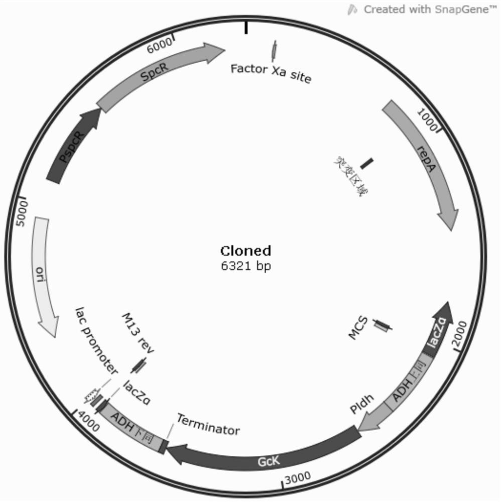 Streptococcus zooepidemicus strain and application thereof