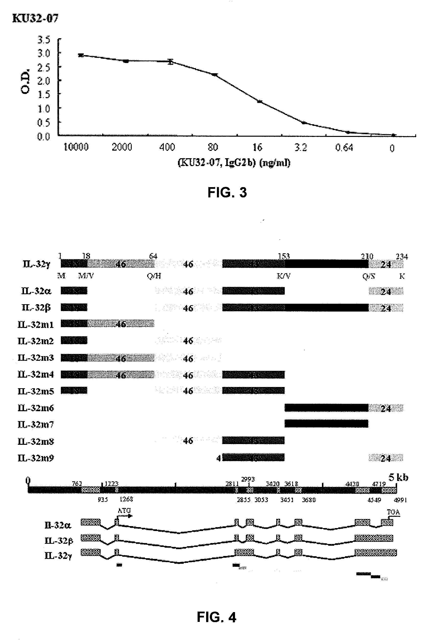 Il-32 monoclonal antibodies and uses thereof