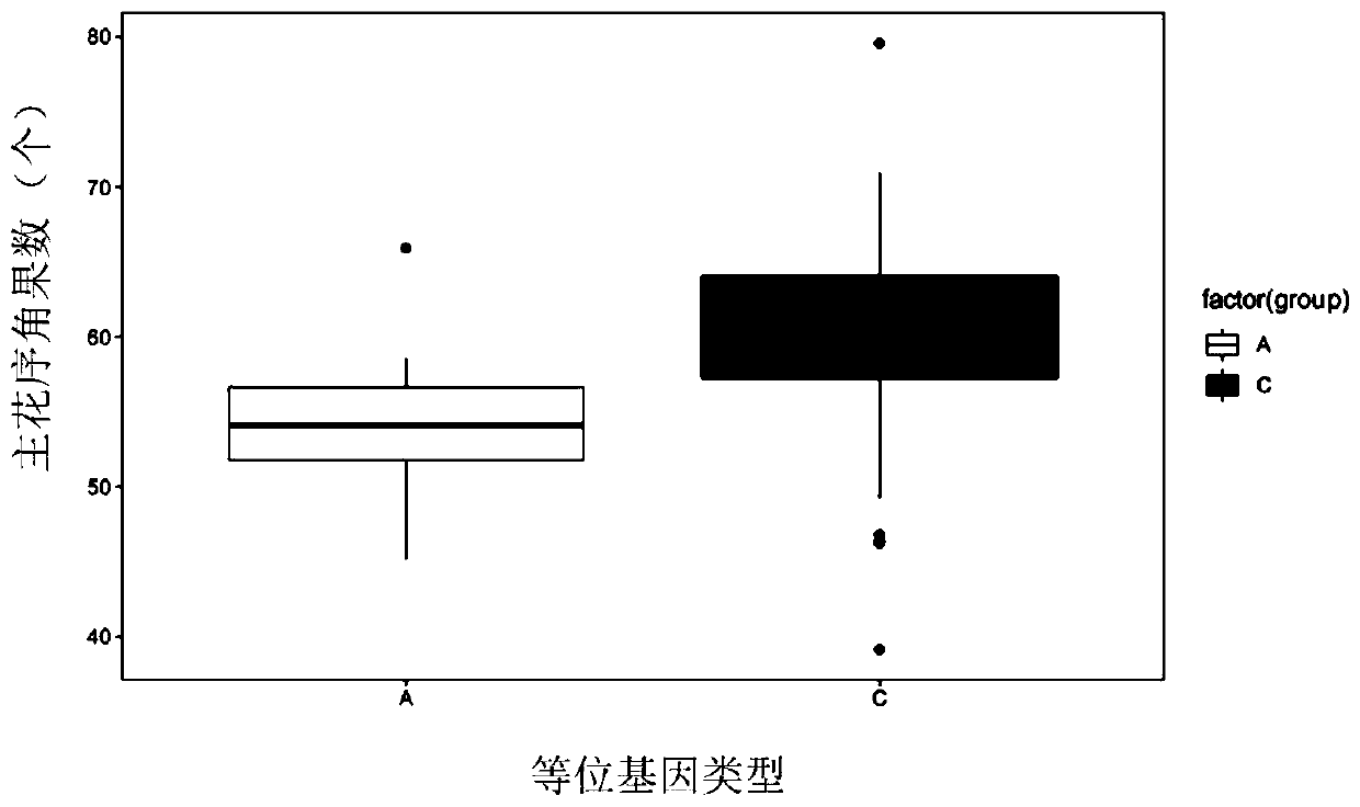 Main effect QTL site of the main inflorescence pod number character of Brassica napus, development of SNP molecular markers and application thereof