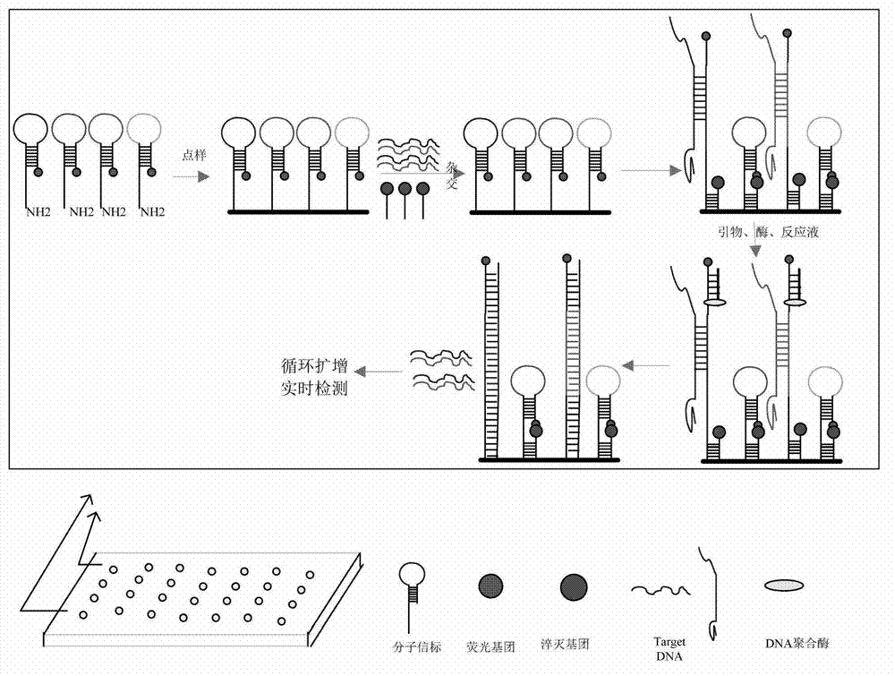 Detection technology of molecular beacon strand displacement isothermal amplifying gene chip and kit