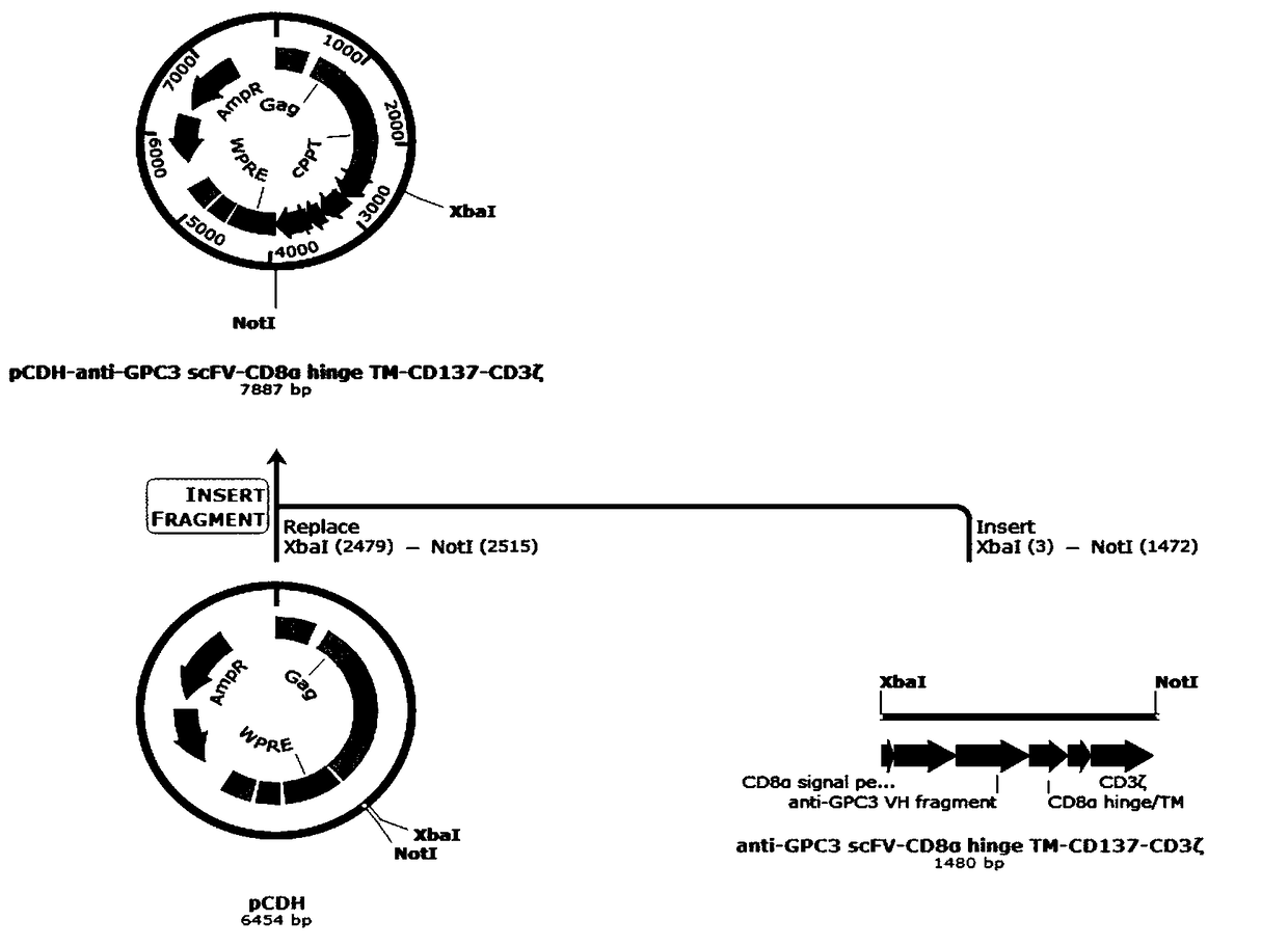 Construction method and application of lentiviral vector for expressing TGF-beta antibody as well as construction method and application of CAR-T cell