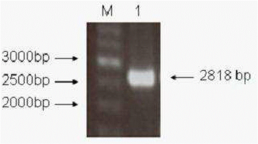 A novel screening method for anticancer drugs