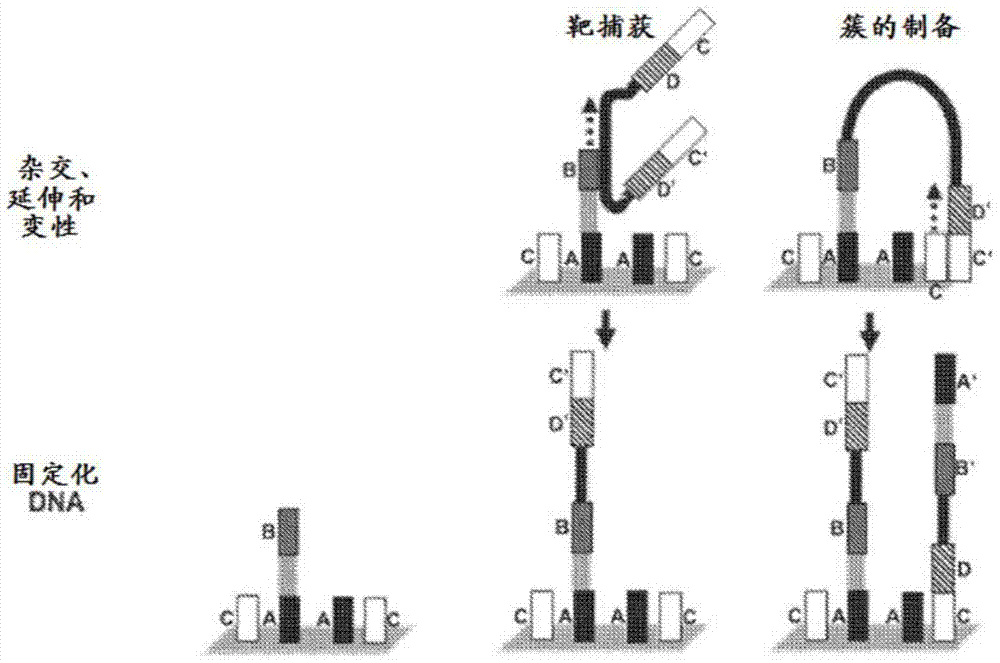 System and methods for detecting genetic variation