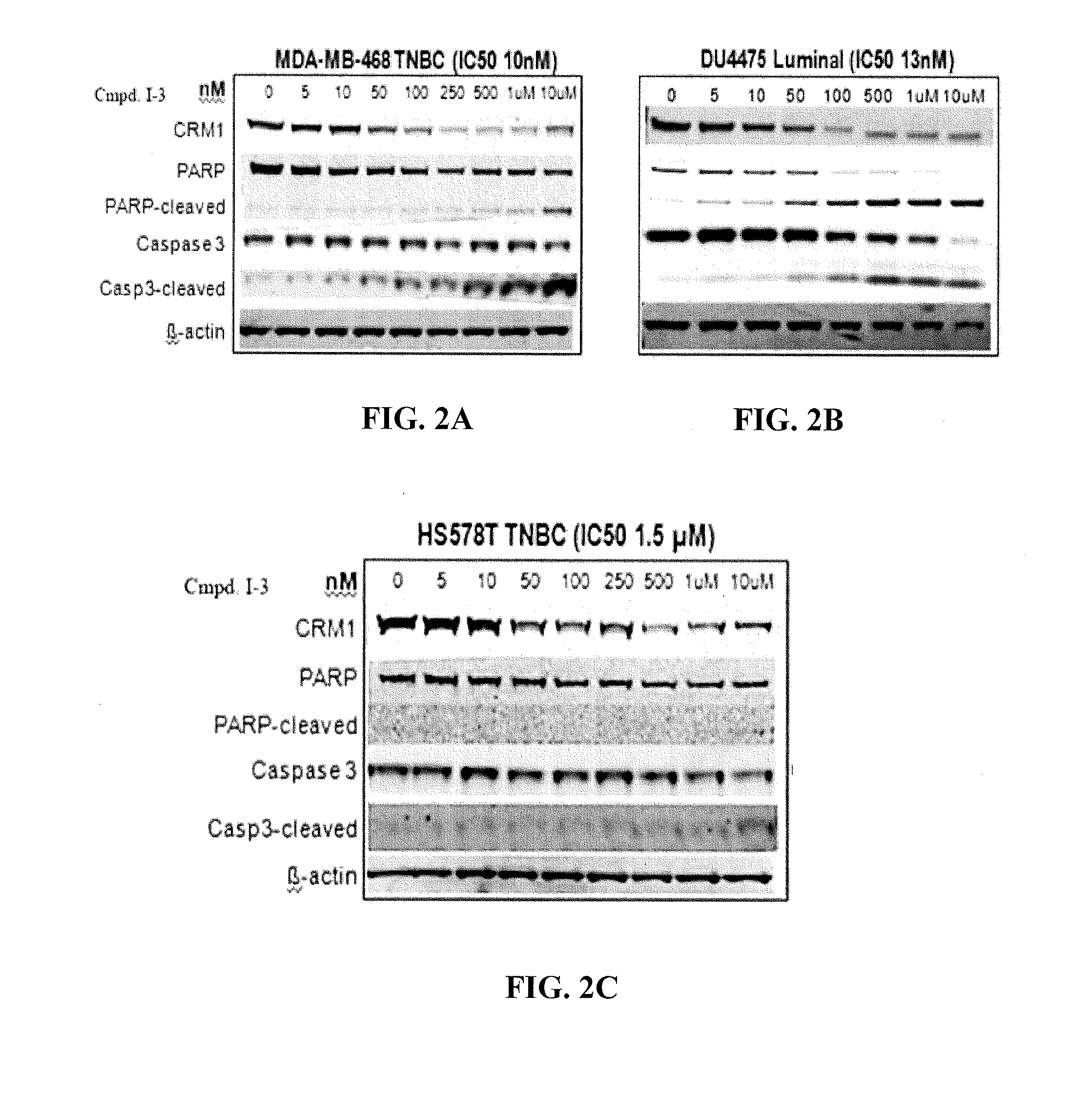 Hydrazide containing nuclear transport modulators and uses thereof