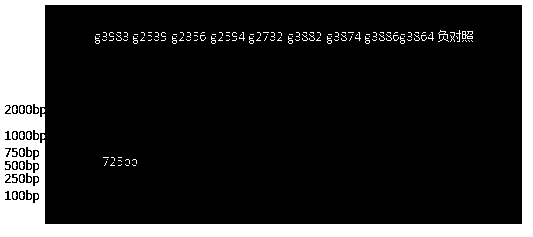 Nucleotide specific to cronobacter O antigen and application of nucleotide